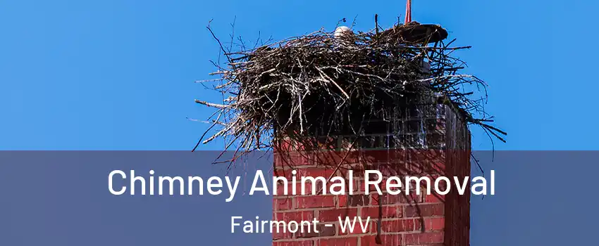  Chimney Animal Removal Fairmont - WV
