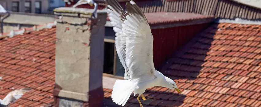 Residential Chimney Animal Removal Solution in Fairmont, WV
